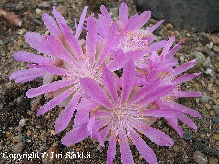  Lewisia rediviva, kanadanlevisia